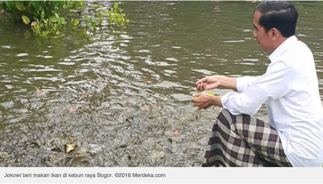 Hibur diri, Jokowi beri makan ikan di sungai Kebun Raya Bogor