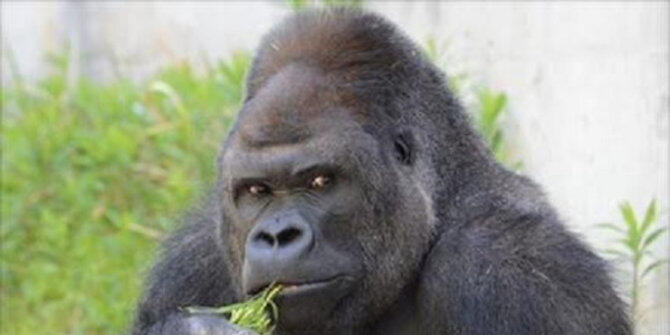 Empat hewan ini dianggap mirip sosok terkenal dunia