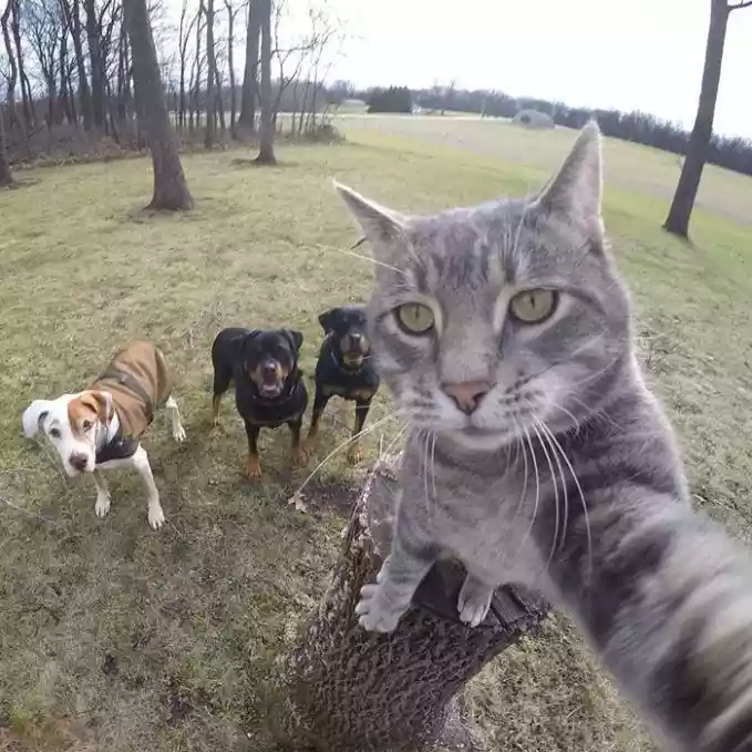 Kucing Selfie Di Dekat Kawanan Anjing