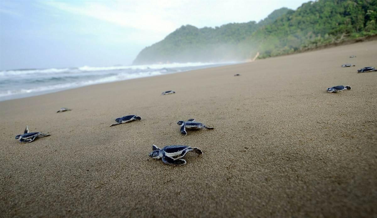 Panduan Lengkap Travelling ke Banyuwangi