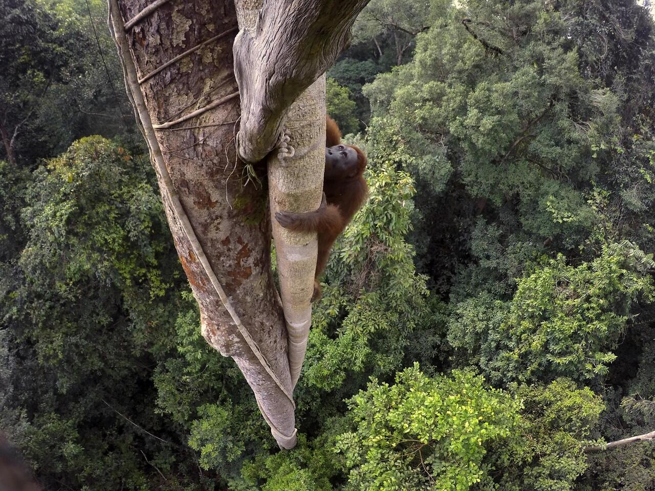 POTRET ORANG UTAN DI HUTAN TERBAKAR