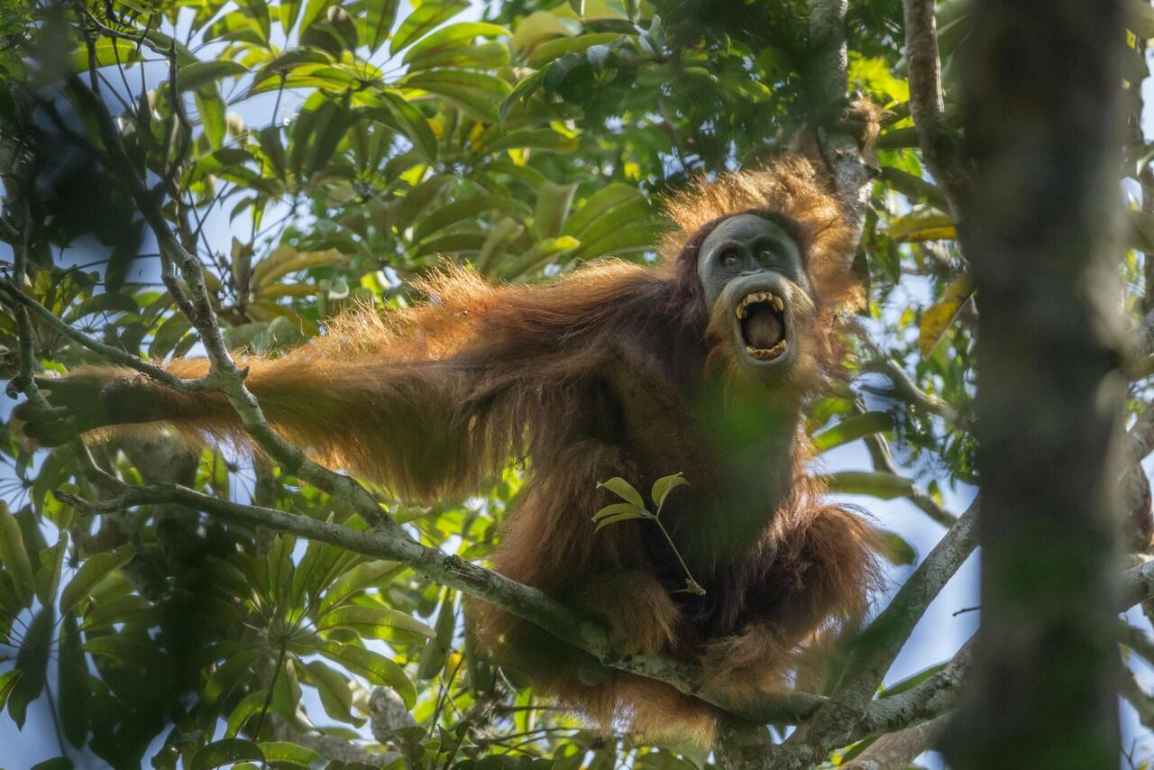 POTRET ORANG UTAN DI HUTAN TERBAKAR