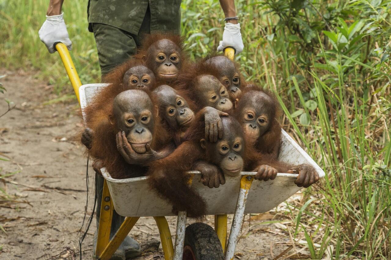 POTRET ORANG UTAN DI HUTAN TERBAKAR