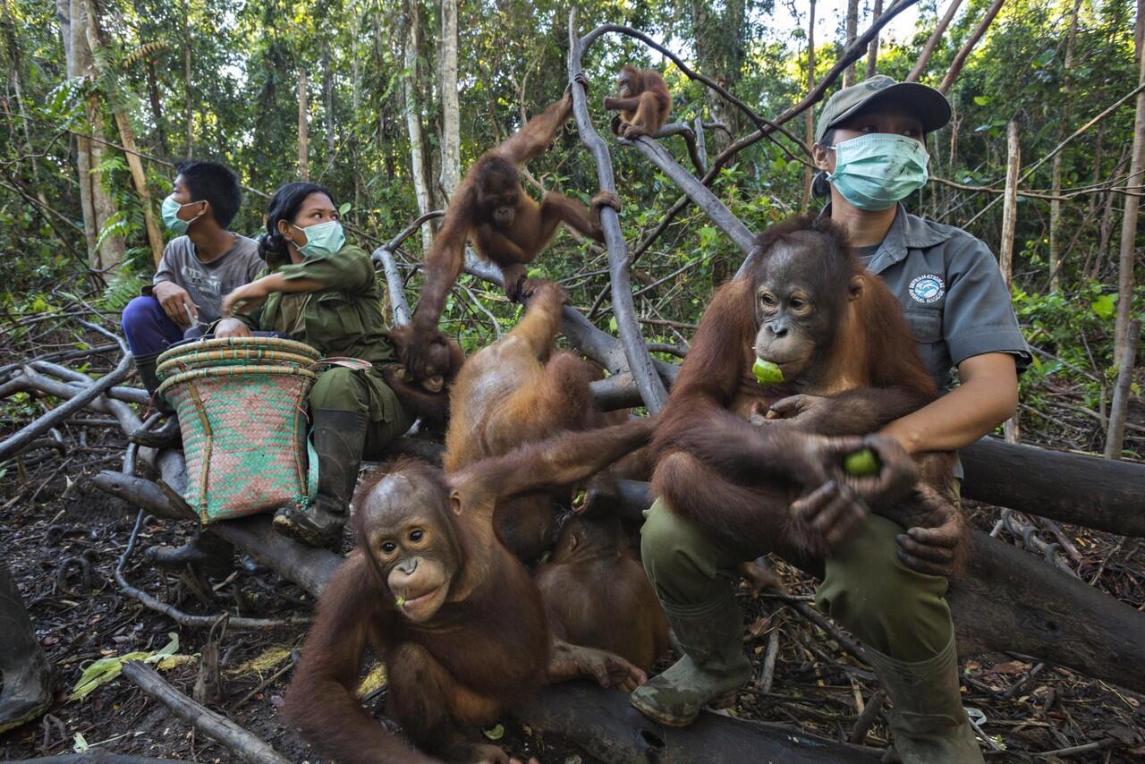 POTRET ORANG UTAN DI HUTAN TERBAKAR