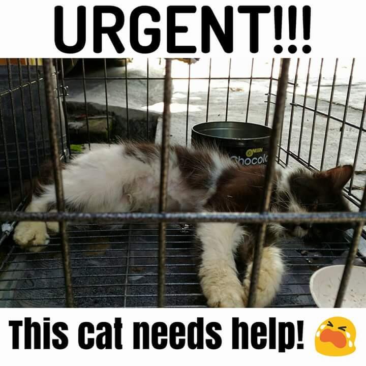 Kucing ini butuh bantuan kita