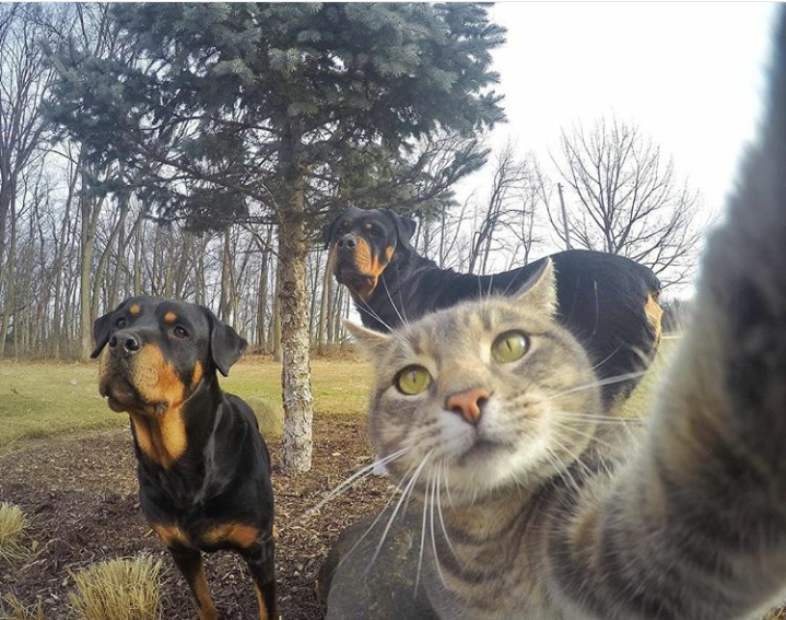 Trend Foto Kucing Selfie Dengan Go Pro