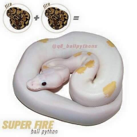 fire ball python harga nego!