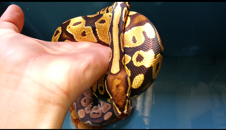 fire ball python harga nego!
