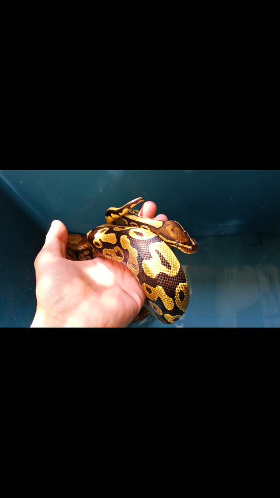 fire ball python harga nego!