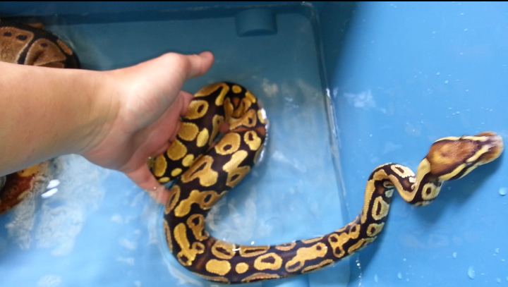 fire ball python harga nego!