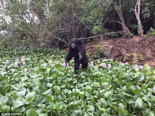 (MIRIS) Foto Haru Pertemuan 'Ponso' dan Manusia Karena Kerusakan Hutan