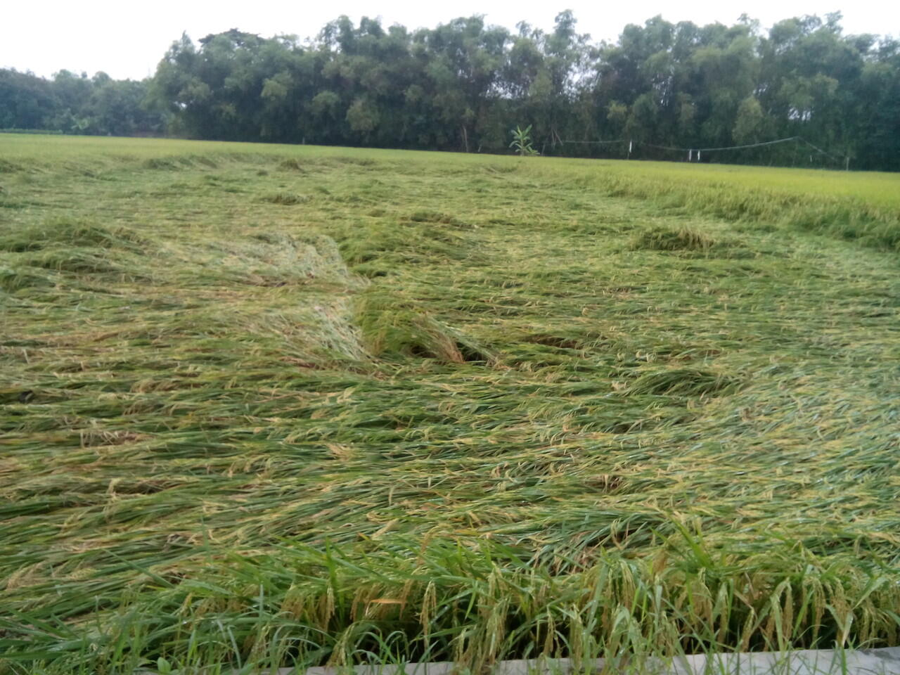 Sungai meluap dan angin kencang merusak tanaman padi