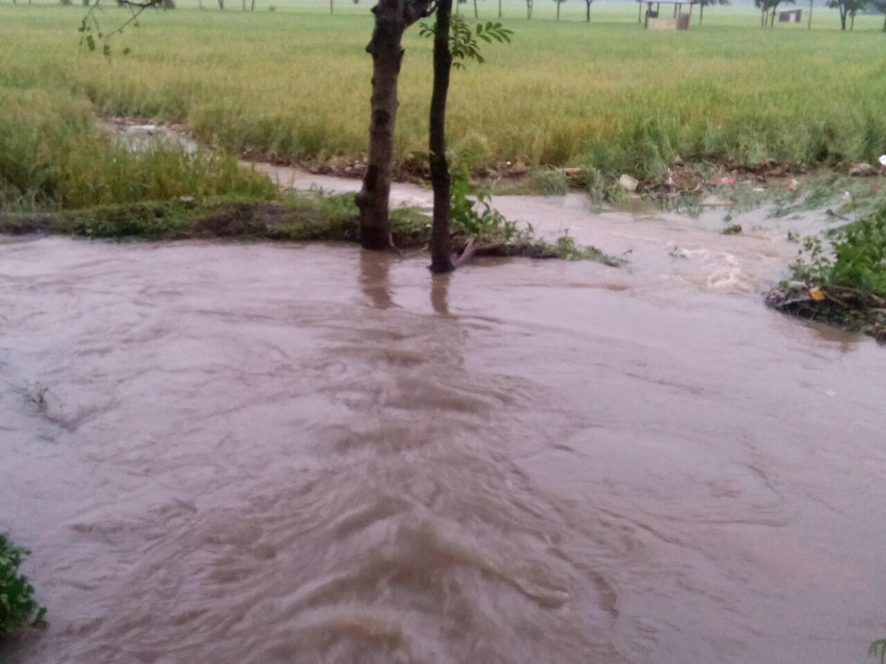 Sungai meluap dan angin kencang merusak tanaman padi