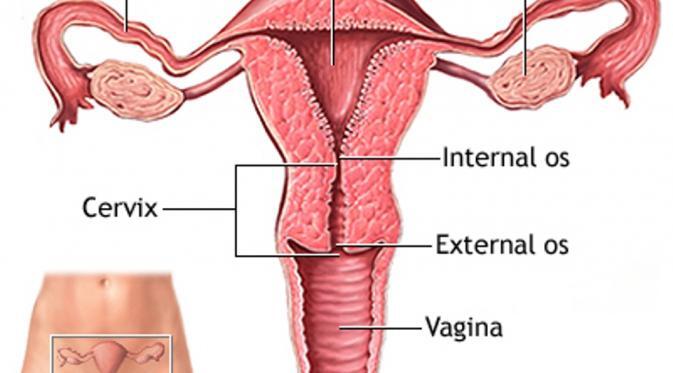 AS Sukses Lakukan Transplantasi Rahim Pertama