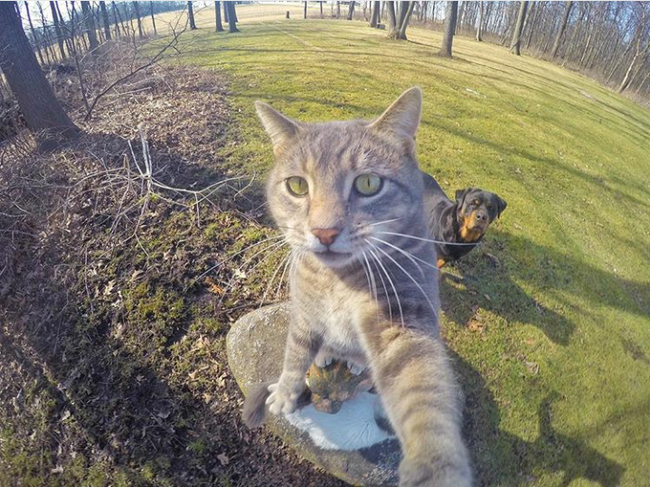 Trend Foto Kucing Selfie Dengan Go Pro