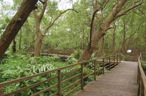 Wisata Alam Hutan Mangrove PIK Jakarta