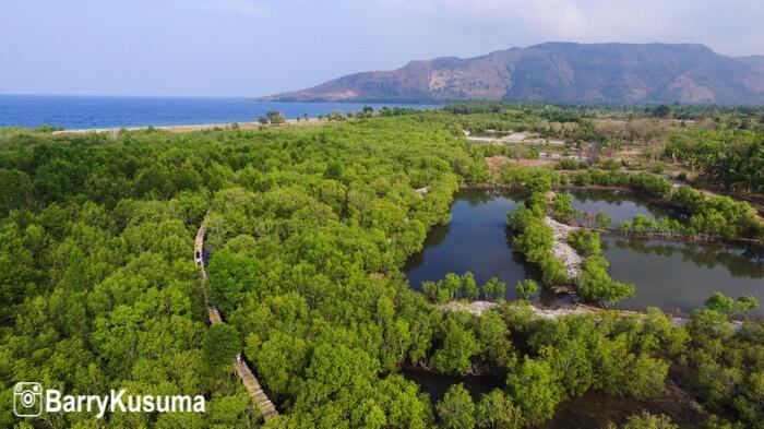 Hutan Mangrove Reroroja, Wisata alam di Maumere Flores. 