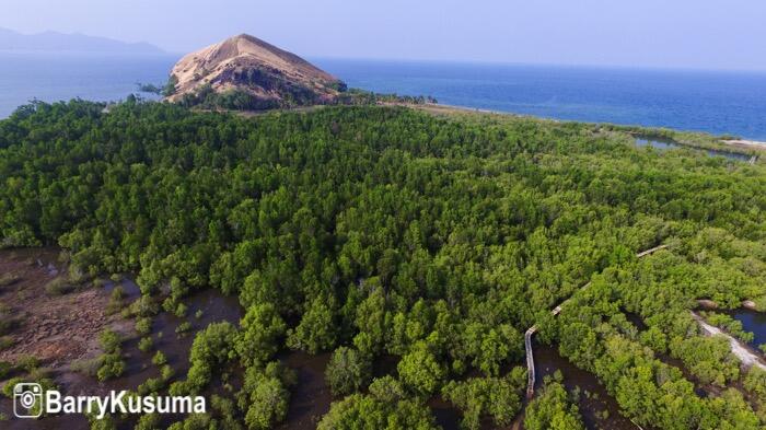 Hutan Mangrove Reroroja, Wisata alam di Maumere Flores. 