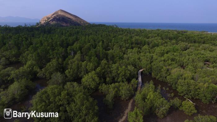 Hutan Mangrove Reroroja, Wisata alam di Maumere Flores. 