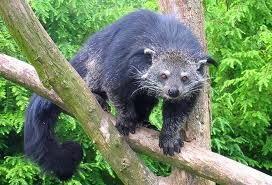 Jenis Jenis Musang Dan Pengertian Nya