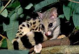 Jenis Jenis Musang Dan Pengertian Nya