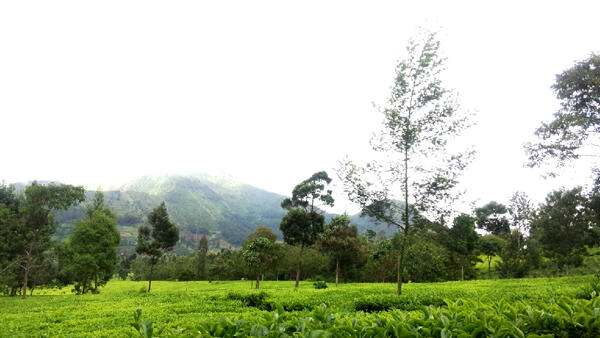 Pendakian Gunung Sindoro. 3150 MDPL. 8 jam nanjak, 3 jam turun. 