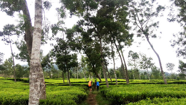 Pendakian Gunung Sindoro. 3150 MDPL. 8 jam nanjak, 3 jam turun. 