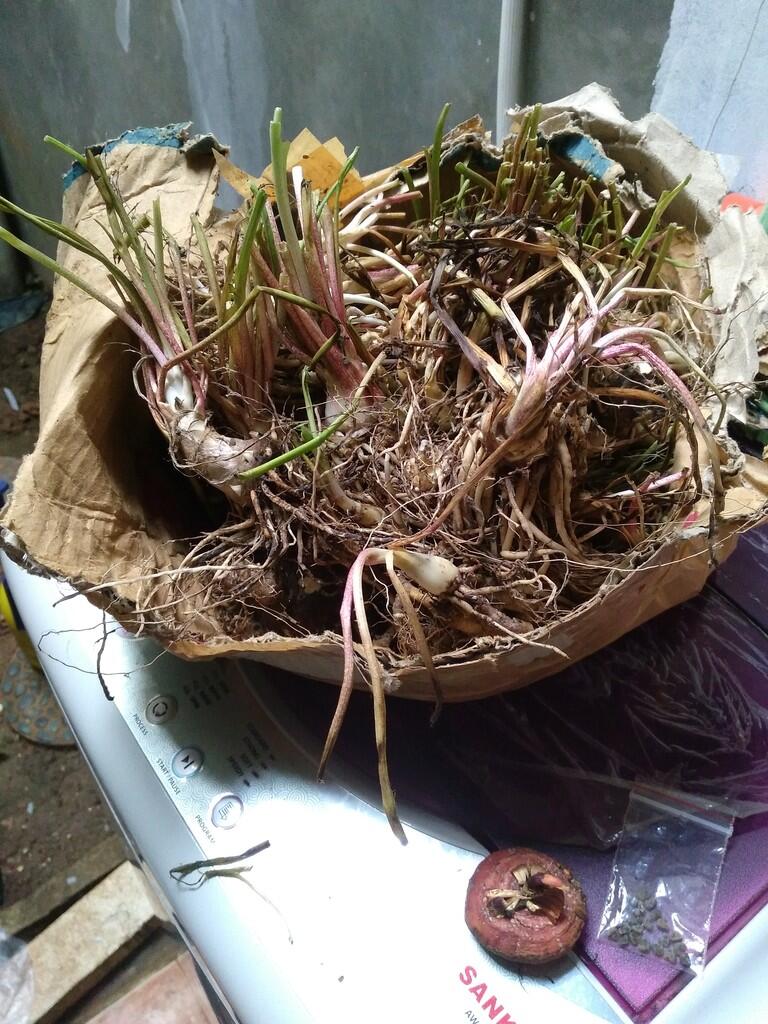 jual jual umbi bibit bunga sedap malam kilo an kaskus jual jual umbi bibit bunga sedap malam kilo an kaskus