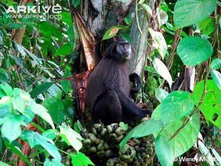 Beberapa Fakta Tentang Kepulauan Mentawai