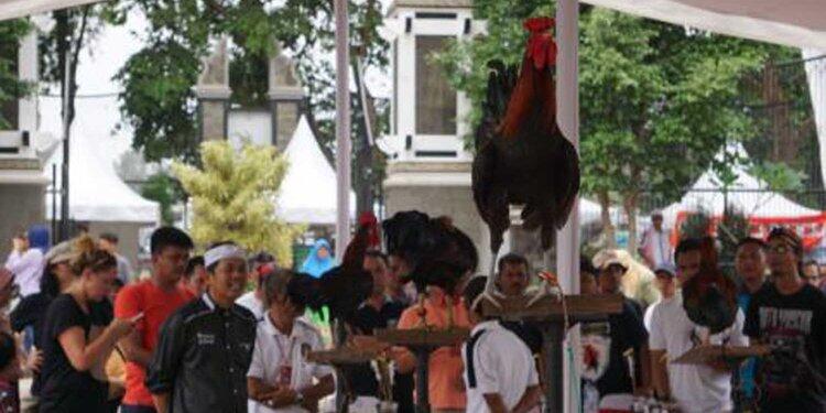 Lomba ayam ketawa di Purwakarta, dari kelas dangdut hingga disco