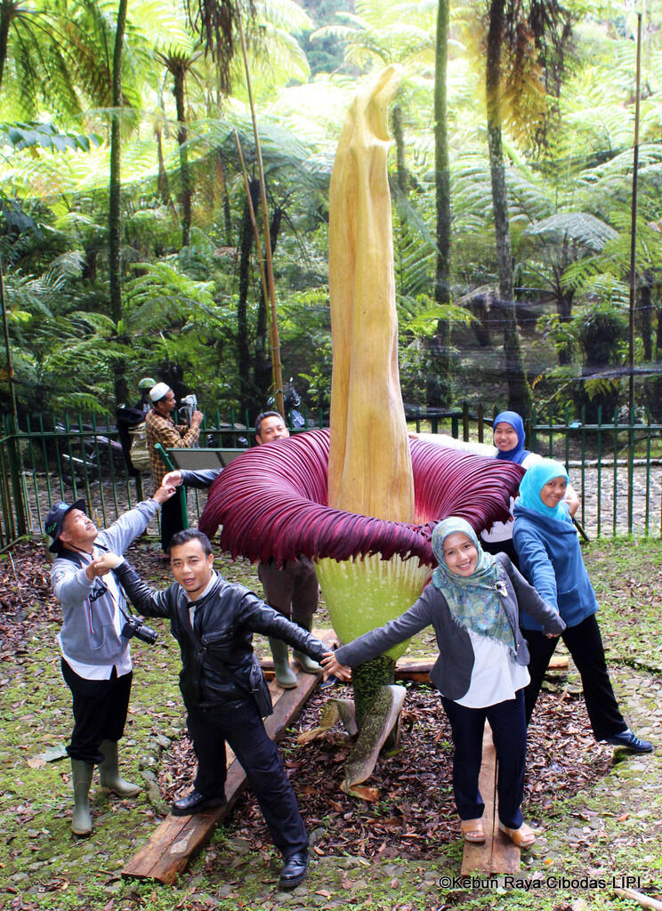 Mekarnya Bunga Bangkai (Amorphophallus titanum) setinggi 3,735 meter