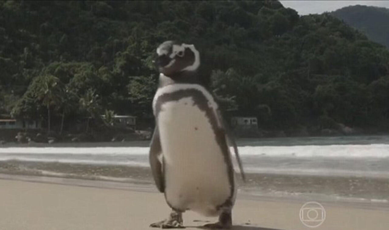 Ini pinguin tiap tahun berkunjung ke nelayan yang selamatkan dirinya gan