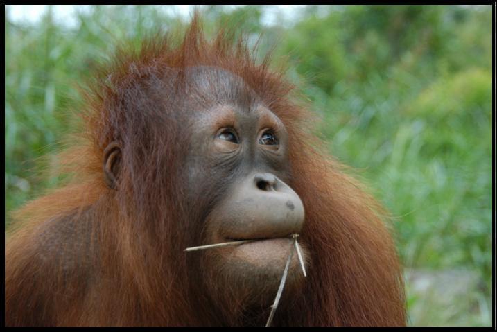 Hewan-Hewan yang mirip Manusia