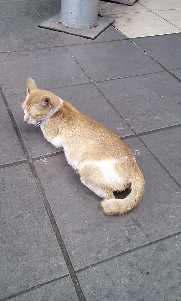 Kucing di lokasi makan