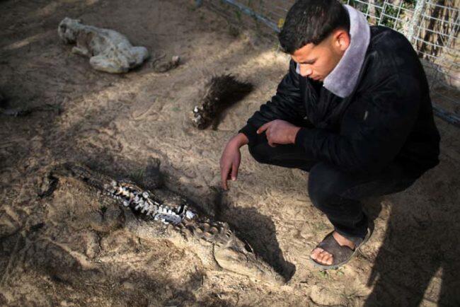 Kondisi Mengenaskan Hewan2 di Kebun Binatang Gaza