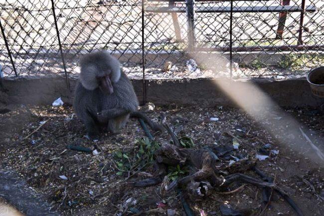 Kondisi Mengenaskan Hewan2 di Kebun Binatang Gaza