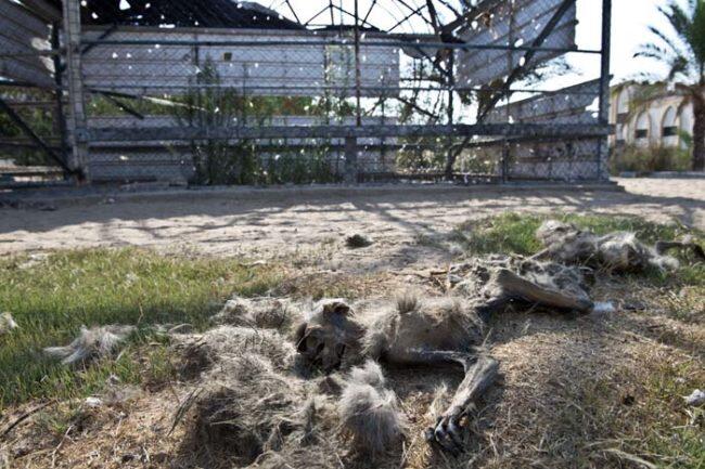 Kondisi Mengenaskan Hewan2 di Kebun Binatang Gaza