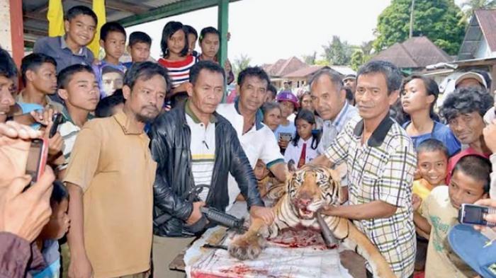 Biadab..!! Harimau Sumatera ini disembelih dan dagingnya dibagi-bagikan ke warga desa