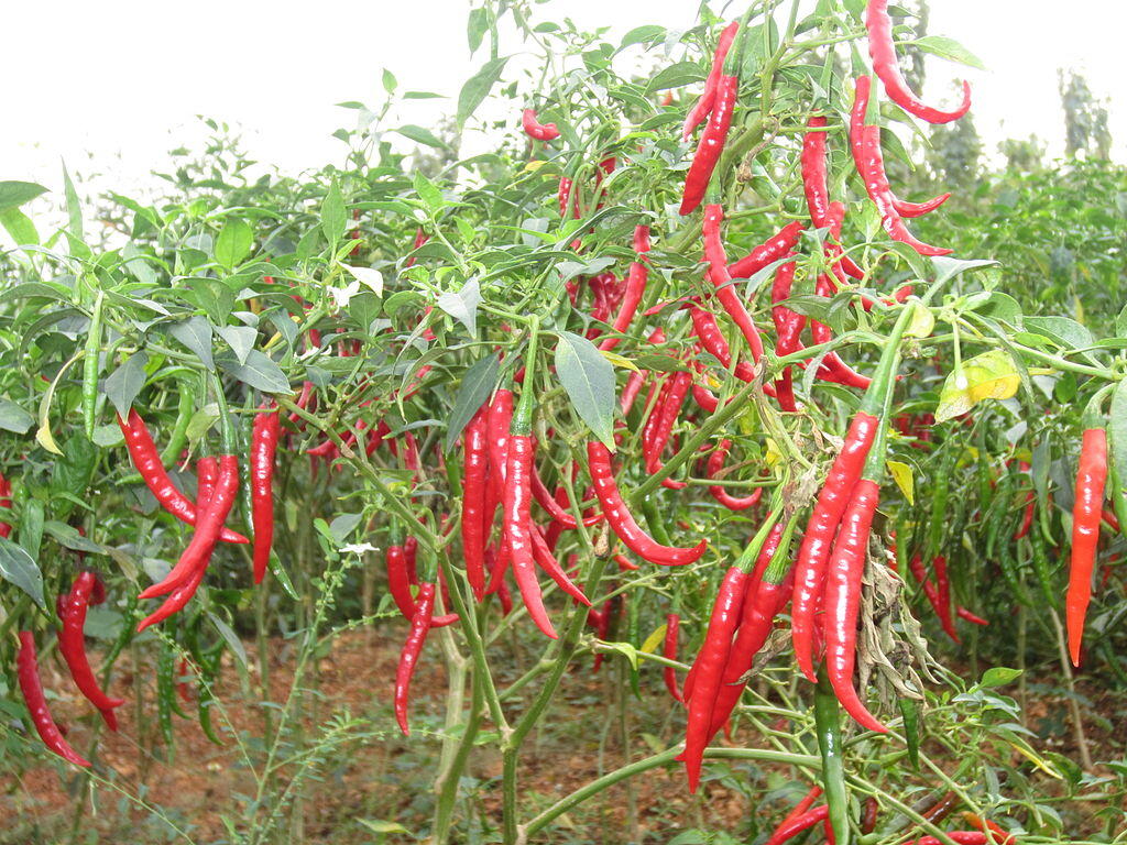 Harga Cabe Rawit di Sorong Melambung Tinggi