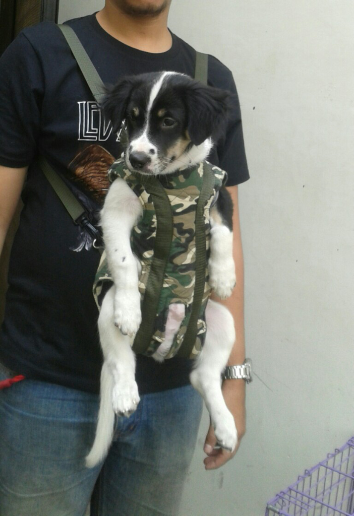 Hibah Puppy Fox Terrier Smooth mix Mongrail 5 months old.