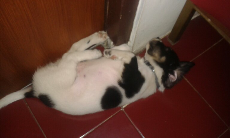 Hibah Puppy Fox Terrier Smooth mix Mongrail 5 months old.