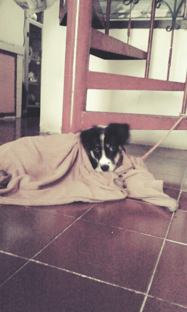 Hibah Puppy Fox Terrier Smooth mix Mongrail 5 months old.
