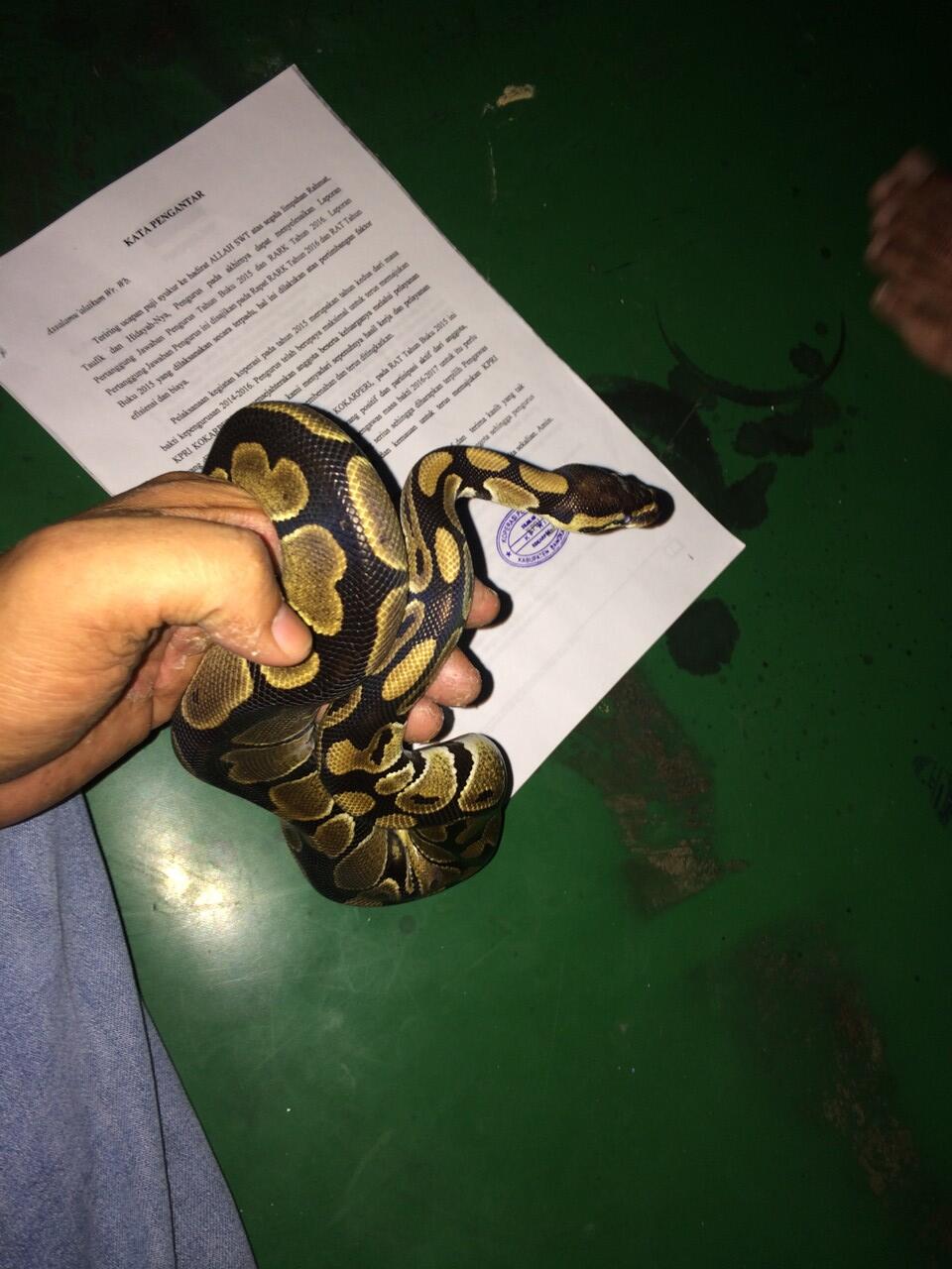 GAPURA REPTIL INDONESIA (jual lelang hewan reptil)