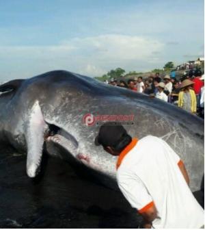 Sesosok Paus Ini ditemukan sudah mati di Pantai Batu Tumpeng, Klungkung , Bali