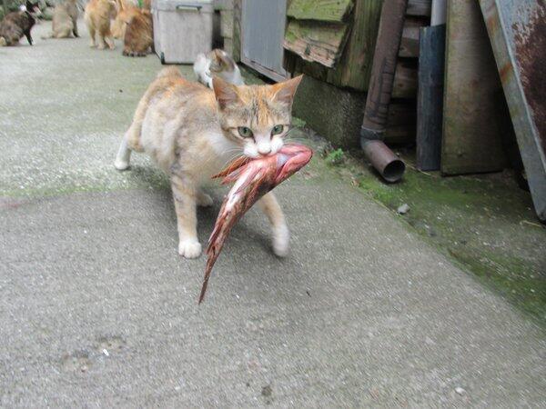 Ketika Pulau Kucing di Jepang Meminta Bantuan Makanan Kucing!