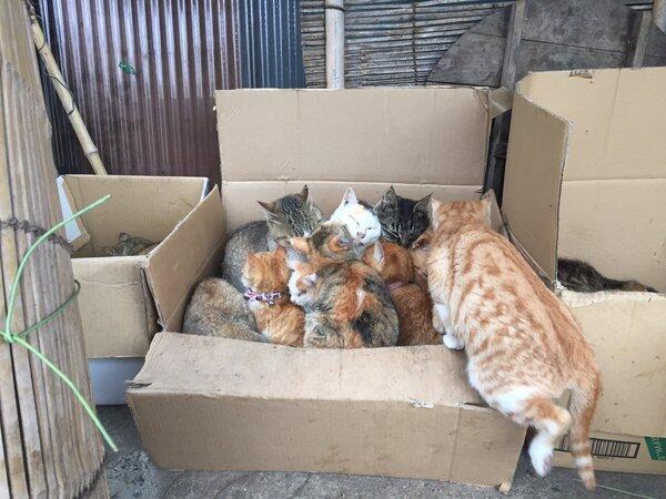 Ketika Pulau Kucing di Jepang Meminta Bantuan Makanan Kucing!