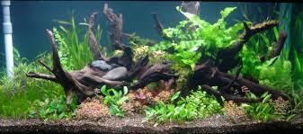 kayu untuk aquaspace akar kayu alami 087778384651
