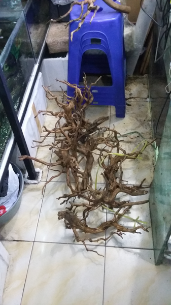 kayu untuk aquarium cantik dan alami