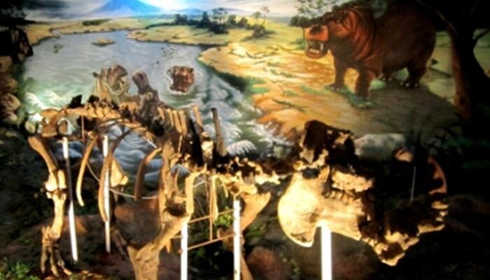 7 Hewan Purba yang Pernah Tinggal dan Punah di Indonesia