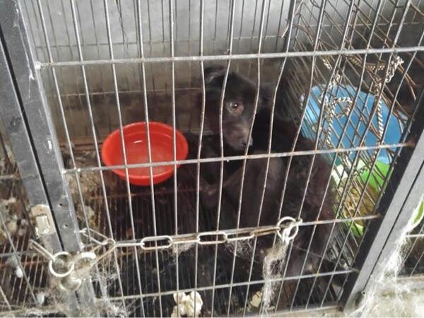 Pemilik Meninggal Dunia, 14 Anjing Mati Kelaparan di Gunung Sindur